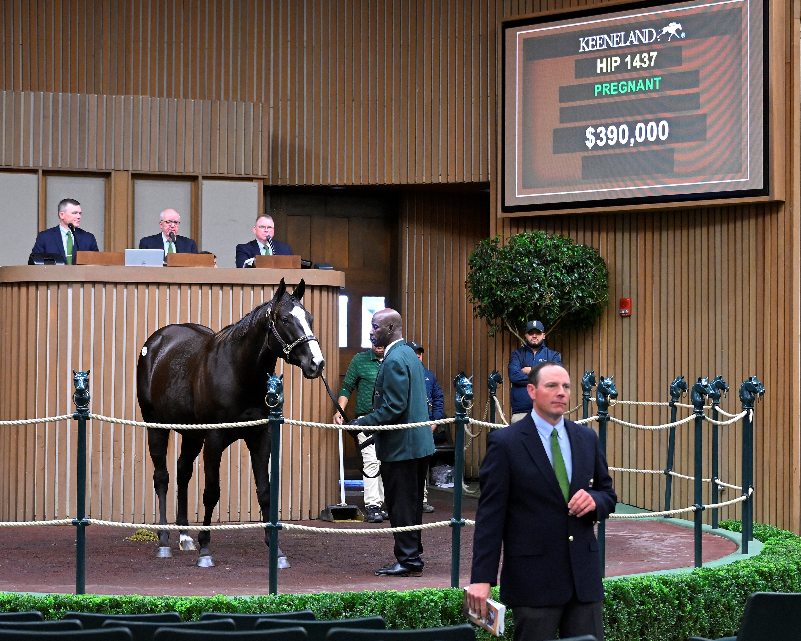 Batik in the ring at the Keeneland November Breeding Stock Sale