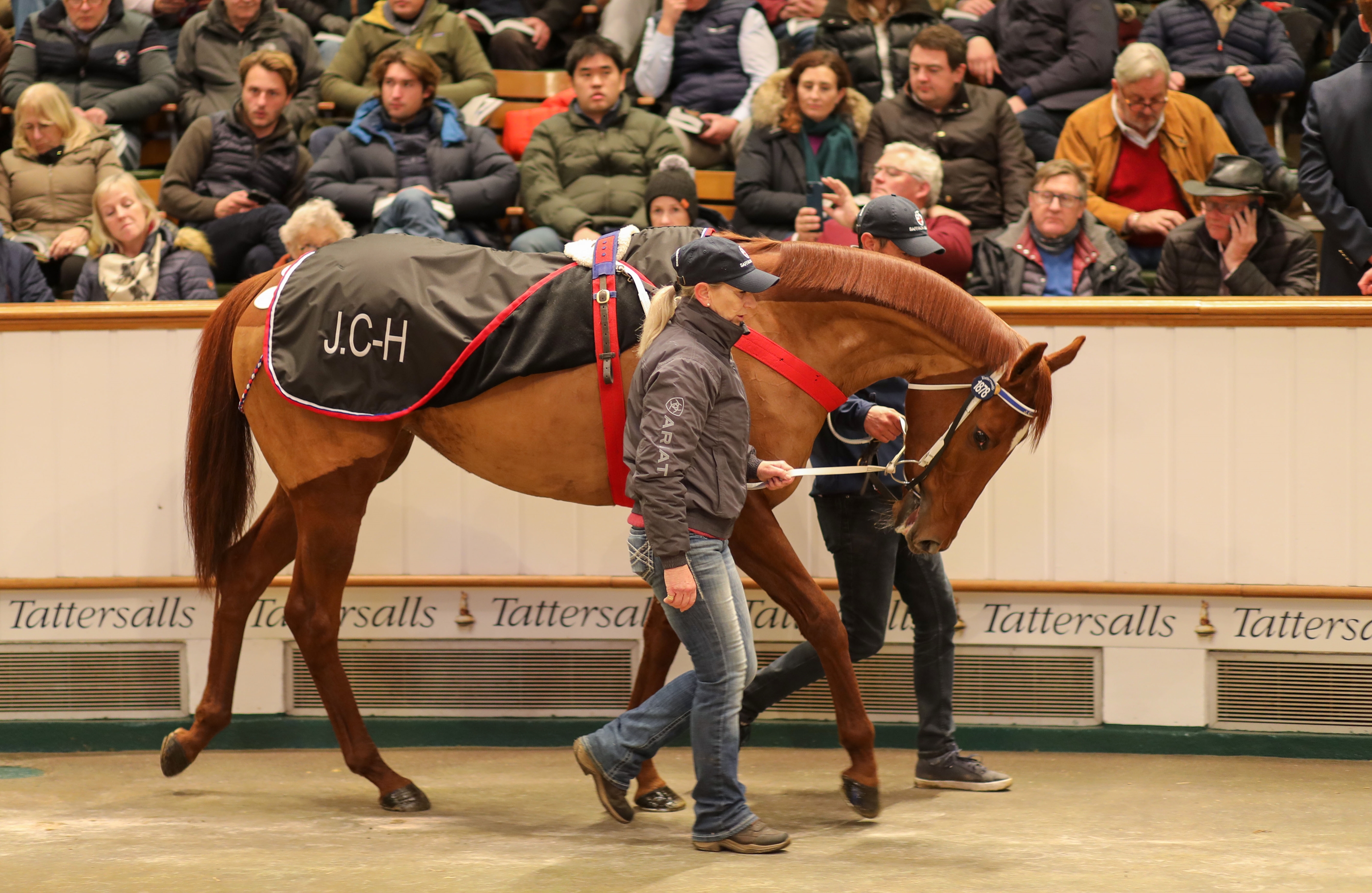 Saffron Beach IRE Horse Profile BloodHorse