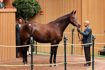 Sweet Sami D in the ring at the Keeneland November Sale