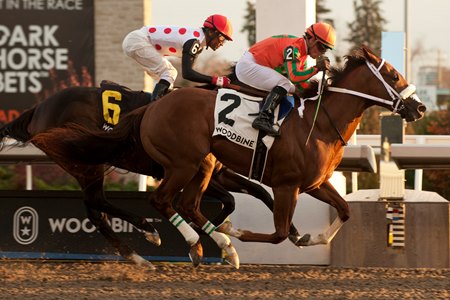Hal wins the Display Stakes at Woodbine
