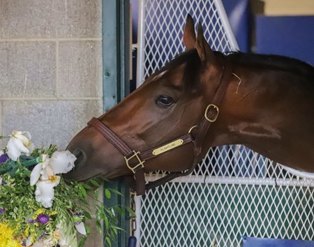 Flightline takes in his Breeders' Cup Classic garland Nov. 6 at Keeneland