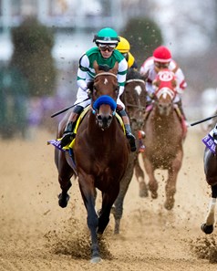 Flightline - Horse Profile - BloodHorse