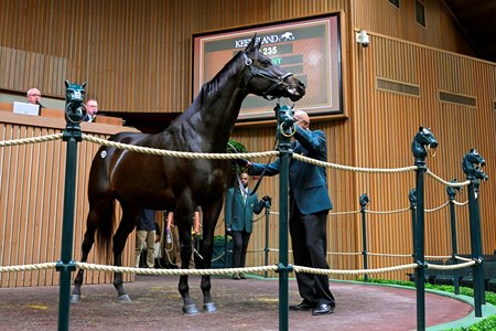 Midnight Bisou in the ring at the Keeneland November Breeding Sale