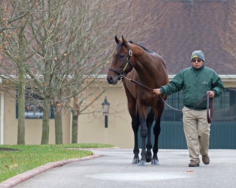 Flightline Leads TCA Stallion Season Auction Roster - BloodHorse