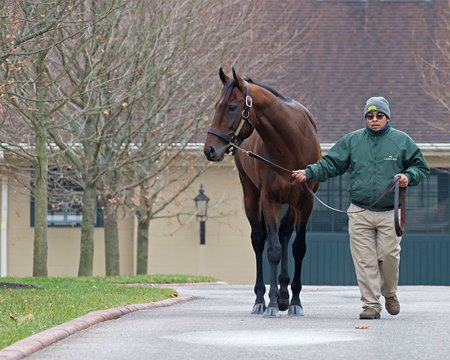 Bloodhorse Marketwatch: 2023 North American Stud Fees - Bloodhorse