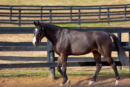 Lava Man - Horse Profile - BloodHorse