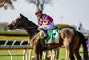 November 4, 2022: #5 Wonder Wheel (Into Mischief) and jockey Tyler Gaffalione win the Breeders Cup Juvenile Fillies for trainer Mark Casse and owner D.J. Stable at Keeneland in Lexington, Kentucky.