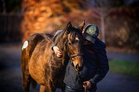 Ghaiyyath Full Sibling Offered at Goffs Nov. Foal Sale - BloodHorse