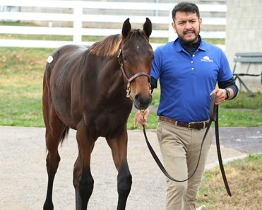 McKinzie - Horse Profile - BloodHorse