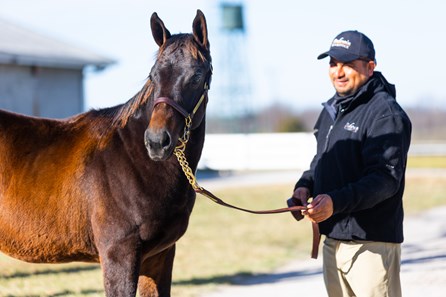 Game Winner - Horse Profile - BloodHorse