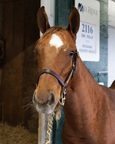 Instagrand's Speed Makes His First Weanlings Appealing - BloodHorse