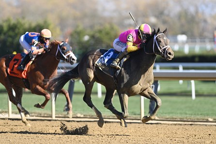 Classic Catch - Horse Profile - BloodHorse