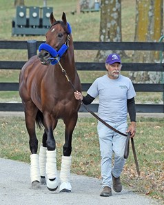 Flightline - Horse Profile - BloodHorse