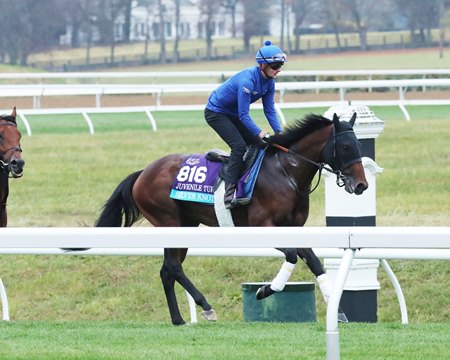 Silver Knott training ahead of the 2022 Breeders' Cup at Keeneland