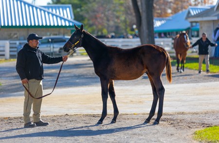 Game Winner - Horse Profile - BloodHorse