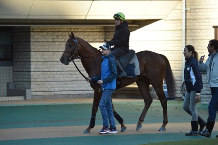 Simca Mille (IRE) - Horse Profile - BloodHorse