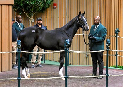 Serena's Cat - Horse Profile - BloodHorse