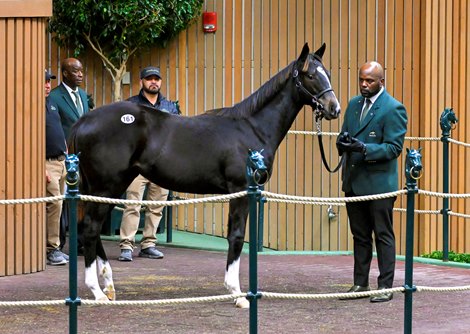 Tuesday July 2nd – 60th Anniversary Special Sale of Weanlings