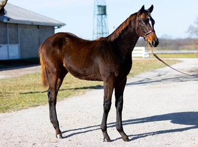 Twirling Candy - Horse Profile - BloodHorse