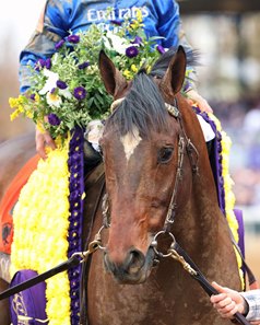 Cody's Wish after taking the Breeders' Cup Dirt Mile at Keeneland