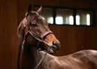 Life Is Good at Winstar Farm on November 6, 2022