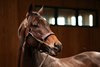 Life Is Good at Winstar Farm on November 6, 2022