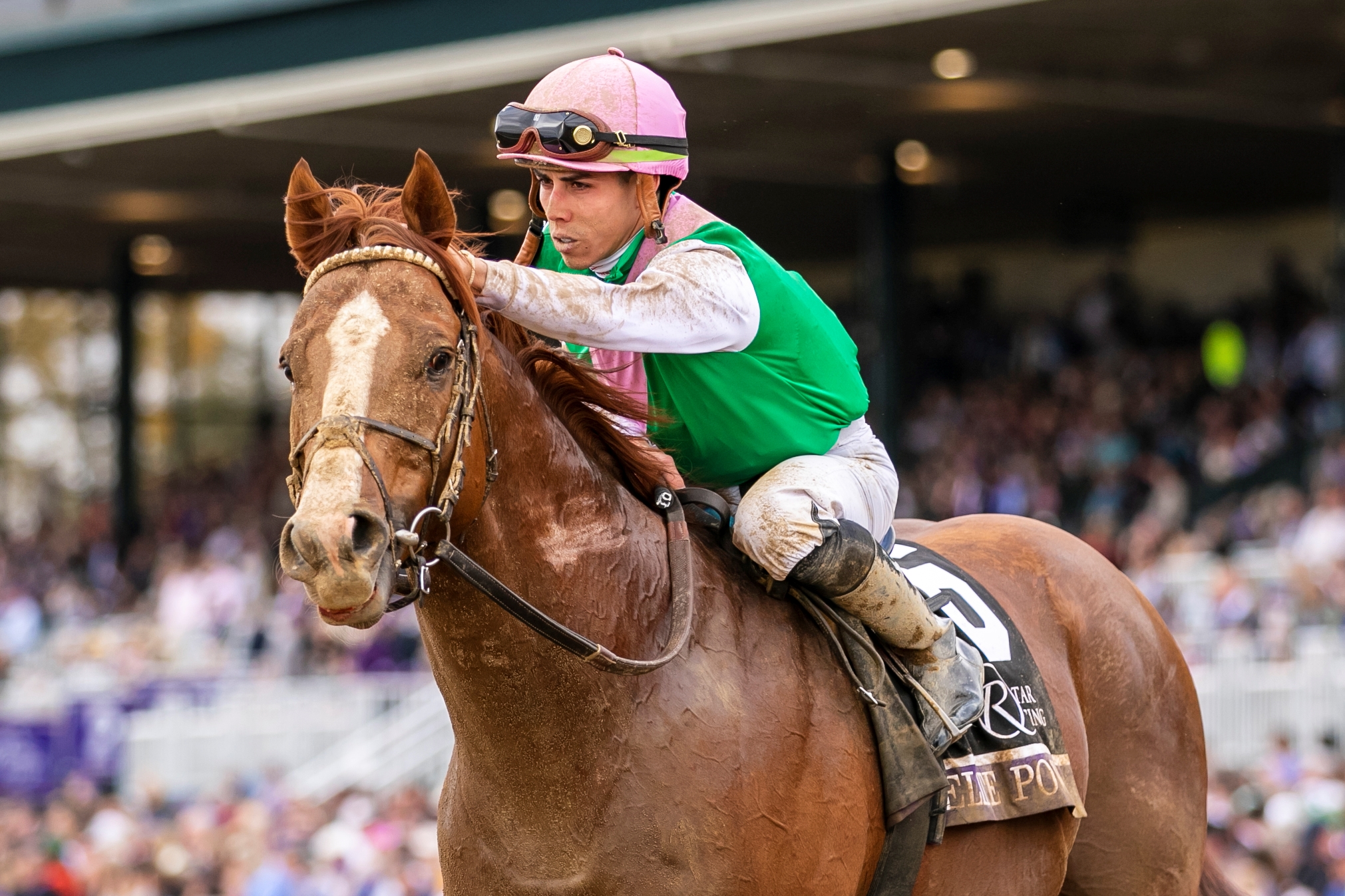 Breeders' Cup Victory Propels Elite Power - BloodHorse