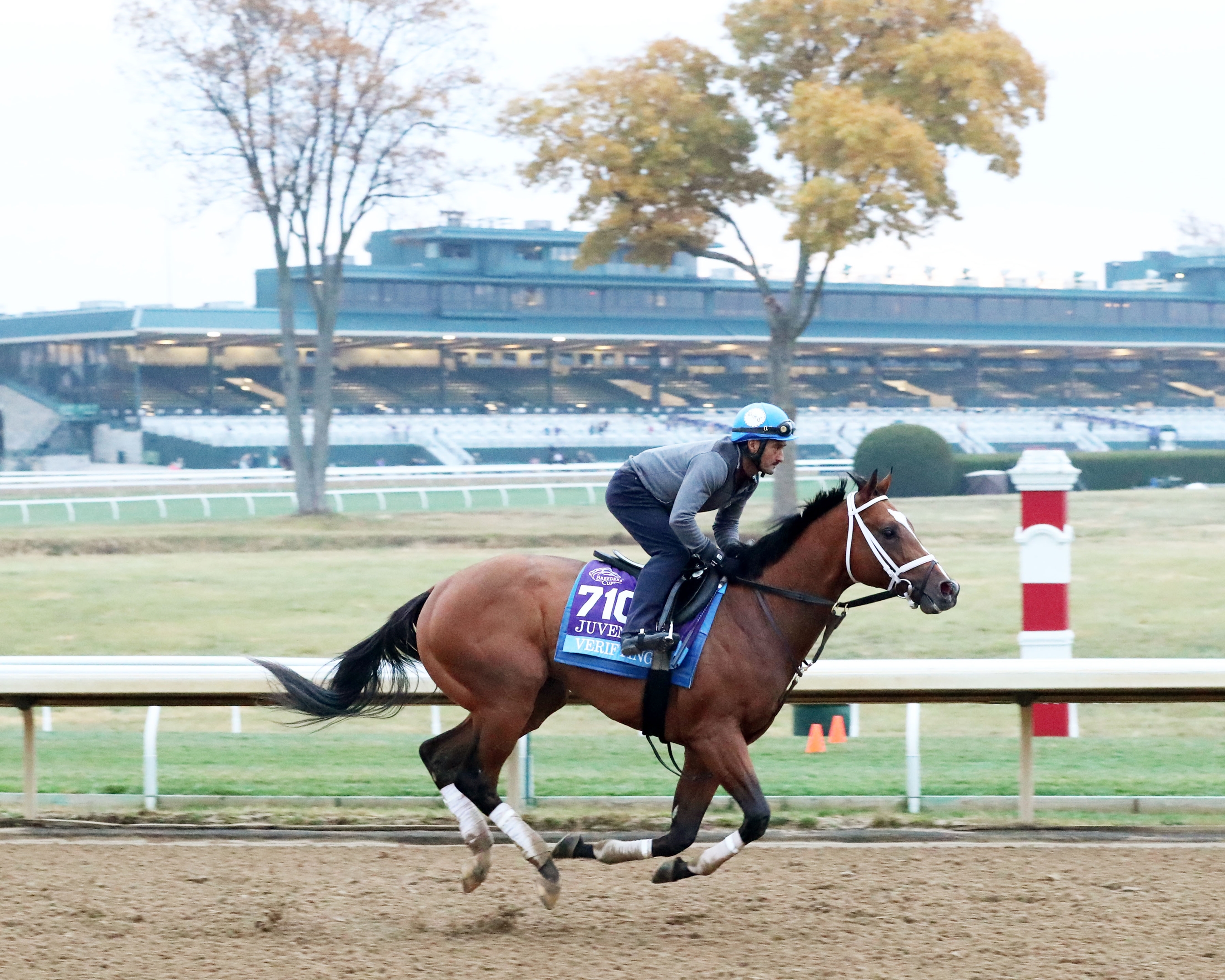 Verifying - Horse Profile - BloodHorse