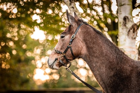 Turnover Up, Havana Grey Filly Tops Final Day at Goffs - BloodHorse