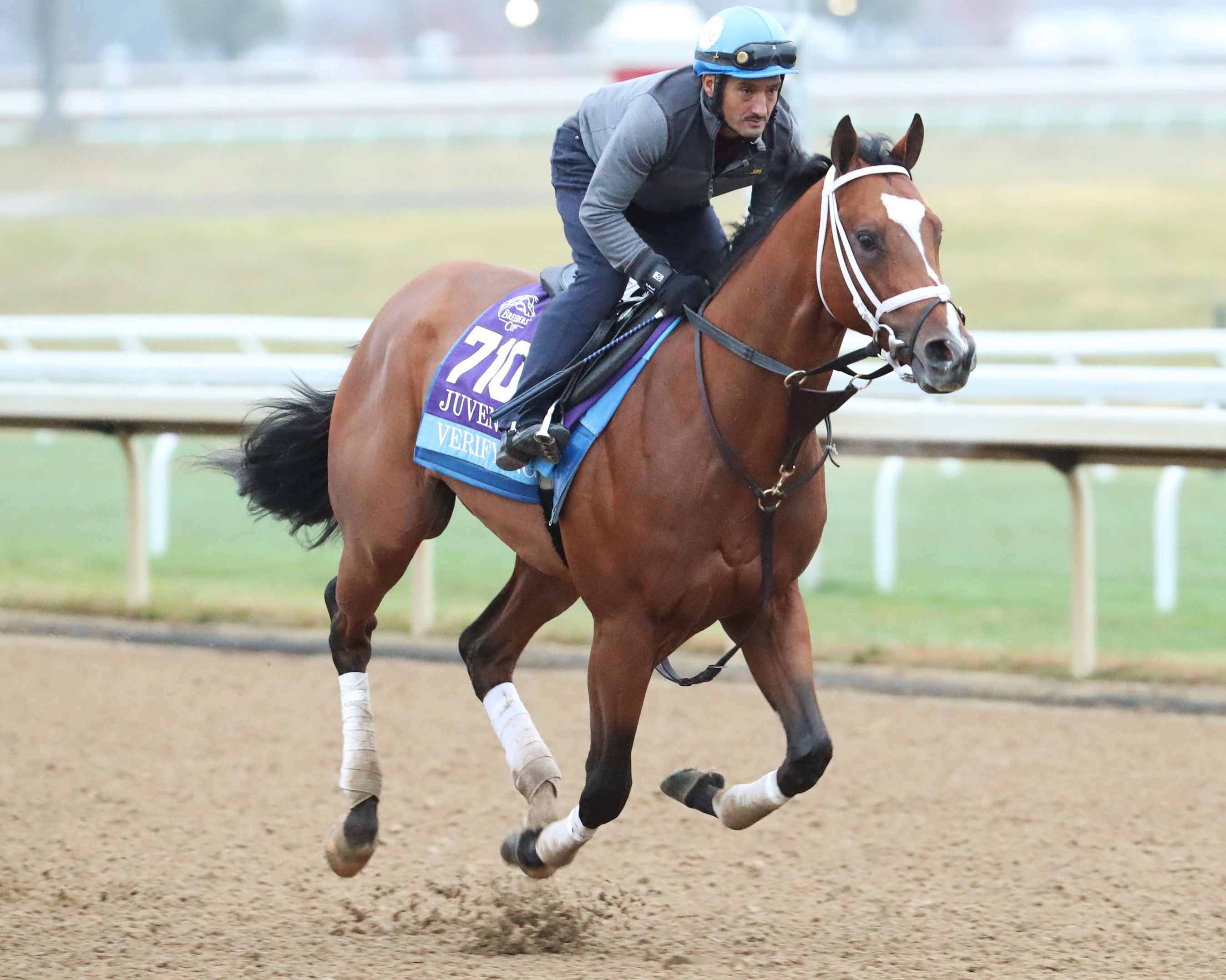 Verifying - Horse Profile - BloodHorse