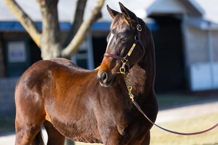 Brandy's Girl - Horse Profile - BloodHorse