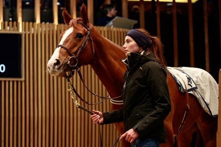 Sale-topping Malavath in the ring at the Arqana Breeding Stock Sale