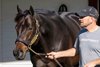 Yaupon at Spendthrift
Stallions at Gainesway Farm and Spendthrift Farm near Lexington, Ky., on Nov. 23, 2022. 



