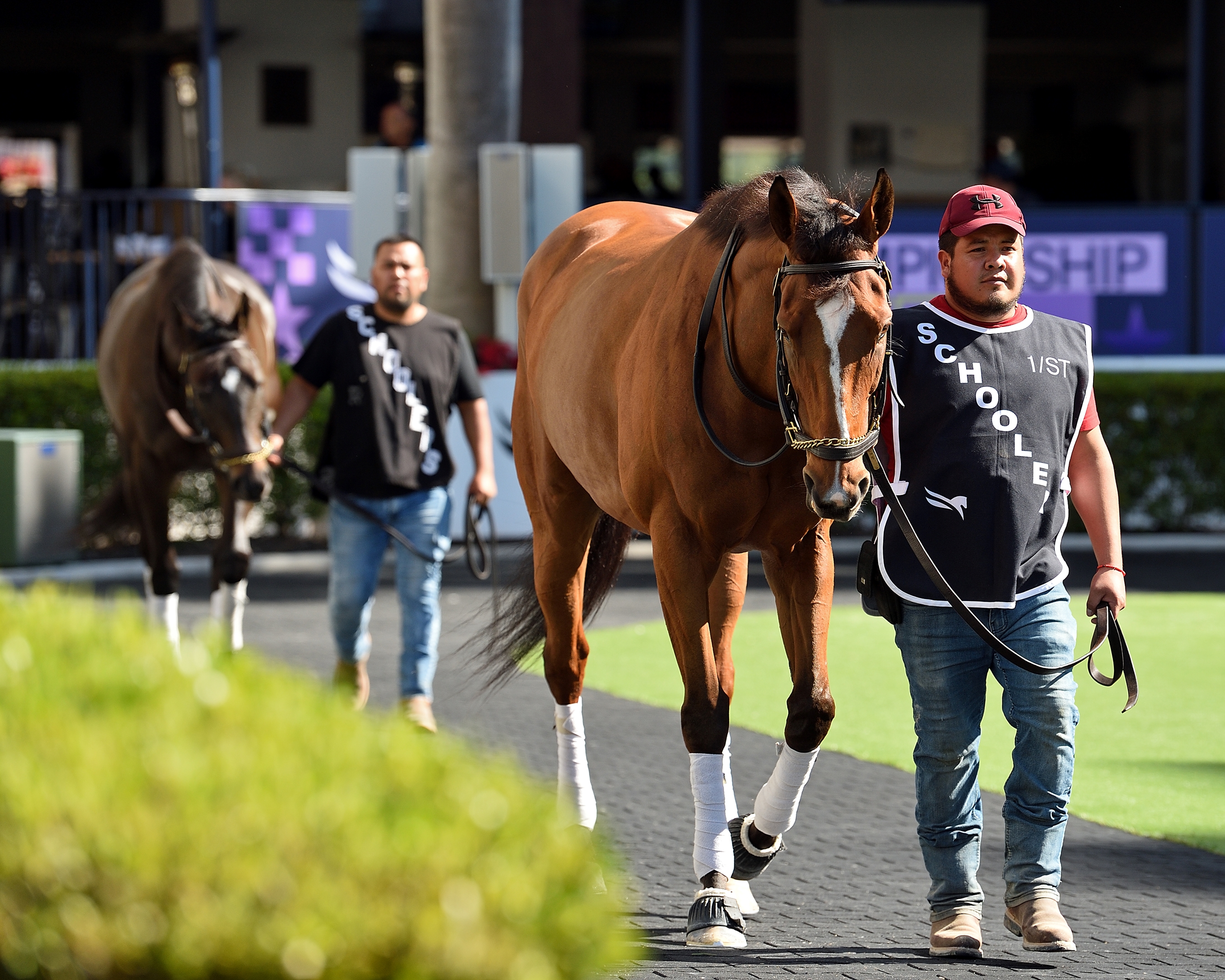 Stolen Holiday - Horse Profile - BloodHorse