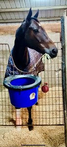 Beauregard on stall rest at Delta Downs Racetrack