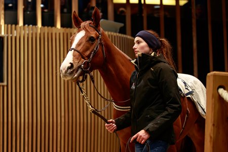 Malavath consigned as Lot 199 in the ring at the Arqana December Breeding Stock Sale