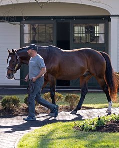 Into Mischief at Spendthrift Farm