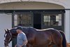 Into Mischief at Spendthrift
Stallions at Gainesway Farm and Spendthrift Farm near Lexington, Ky., on Nov. 23, 2022. 



