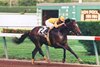 Pulpit, with jockey Shane Sellars aboard, wins the Fountain of Youth Stakes at Gulfstream Park on February 22, 1997