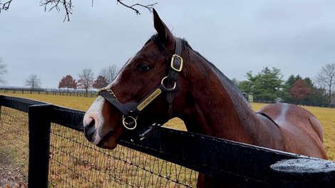 Price Bell Discusses Mill Ridge Stallions - Video - - Bloodhorse