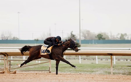 A horse breezes during the under tack show at the Texas 2-Year-Olds in Training Sale