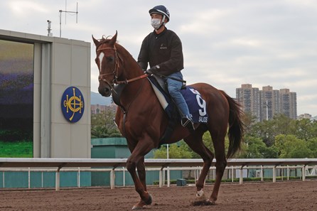 Salios (JPN) - Horse Profile - BloodHorse