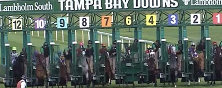 The gate from which Cash Call Kitten (#6) starts does not open simultaneously with the others in the third race Nov. 25 at Tampa Bay Downs