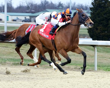 In Love Continues Winter March in Dust Commander - BloodHorse