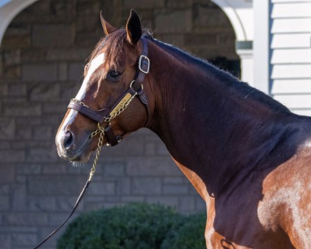 Authentic at Spendthrift Farm