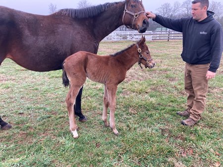 Lexitonian's first reported foal is a filly bred by Calumet Farm out of the Oxbow mare Vinca