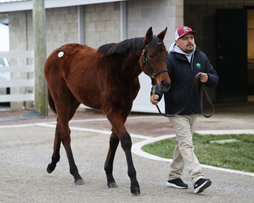 Gun Runner - Horse Profile - BloodHorse