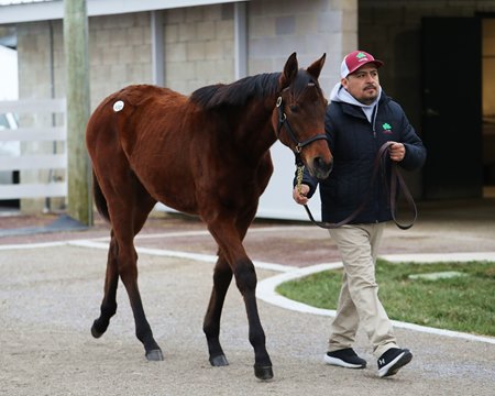 Gun Runner Trio, Mare in Foal to Charlatan Stand Out - TrueNicks.com