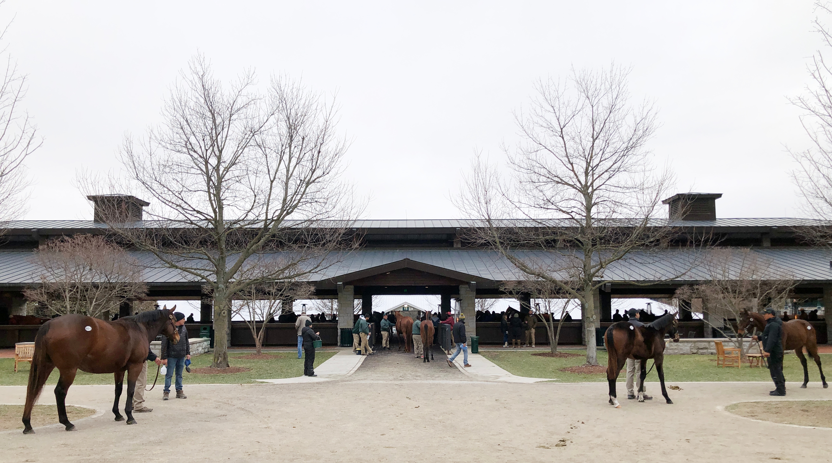 2024 Keeneland January Sale Catalogs 1 401 Horses BloodHorse   238c584058fd4ba9b4b952f5a45049a4 