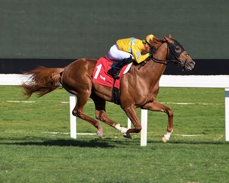 Candidate wins the Dania Beach Stakes at Gulfstream Park